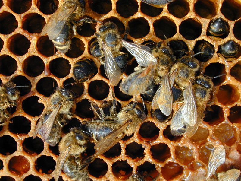 Apitherapiestation Wiesenbad Apitherapiestation Wiesenbad