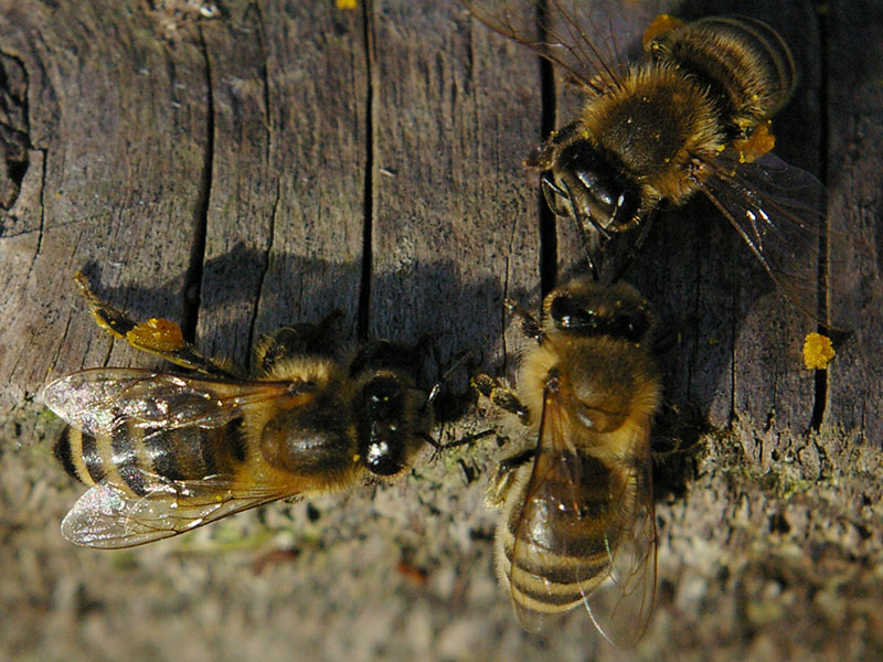 Apitherapiestation Wiesenbad Apitherapiestation Wiesenbad
