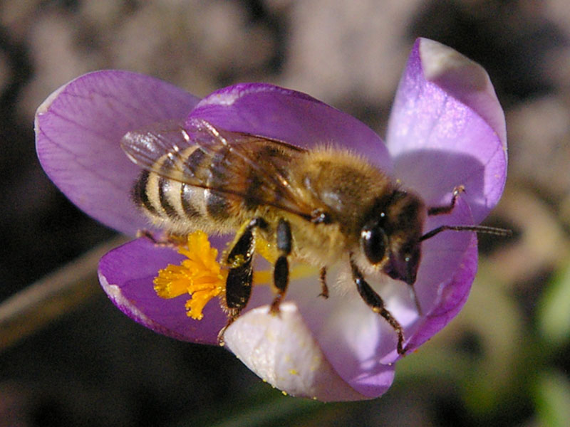 Apitherapiestation Wiesenbad Apitherapiestation Wiesenbad